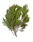 Christmas Cedar & Pine Fresh Bundle