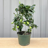 Mother’s Day PLANTS - Pre Order Only