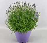 Mother’s Day PLANTS - Pre Order Only