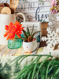 Mother’s Day PLANTS - Pre Order Only