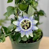 Mother’s Day PLANTS - Pre Order Only