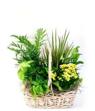 Gift A PLANT - Assorted