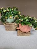 Mother’s Day PLANTS - Pre Order Only