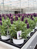Mother’s Day PLANTS - Pre Order Only