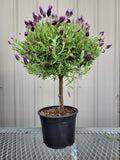 Mother’s Day PLANTS - Pre Order Only
