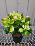 Mother’s Day PLANTS - Pre Order Only