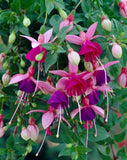 Mother’s Day PLANTS - Pre Order Only